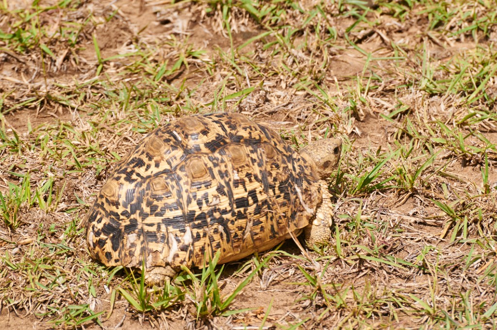 Maasai Mara turtle